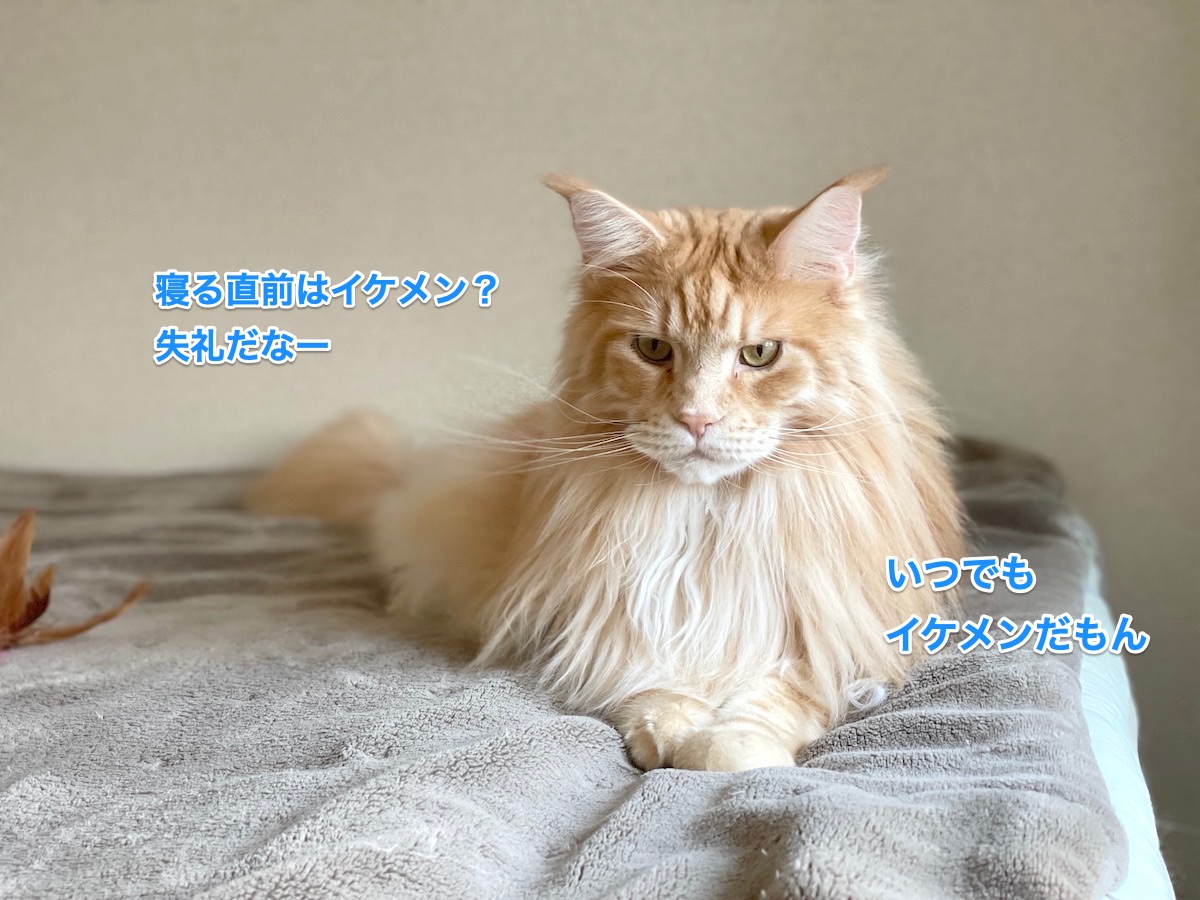 f:id:chikojirou:20210221222122j:plain