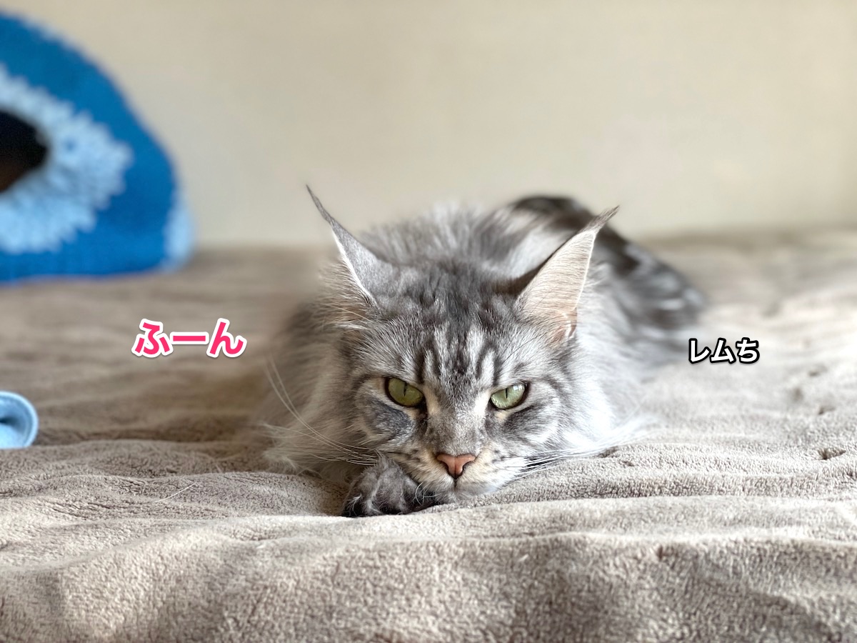 f:id:chikojirou:20210221222126j:plain