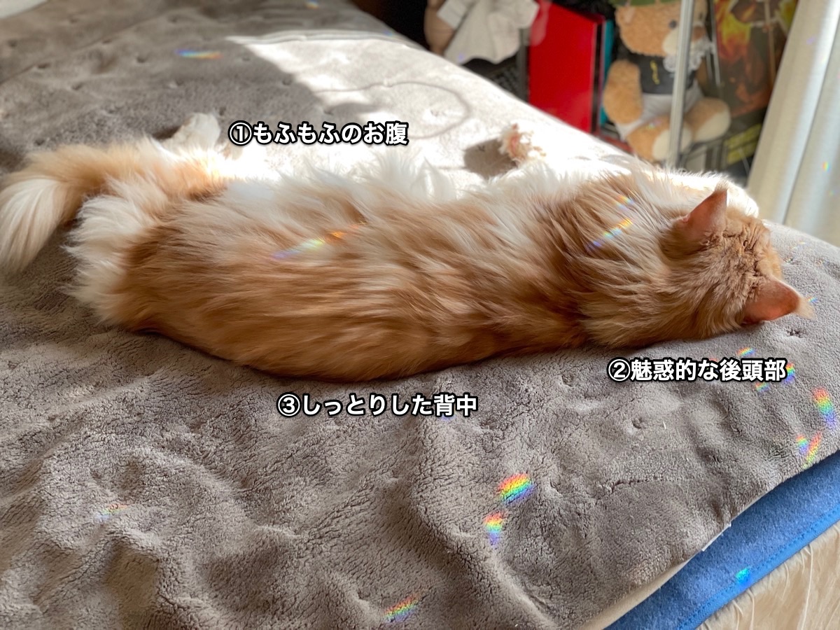 f:id:chikojirou:20210221222133j:plain