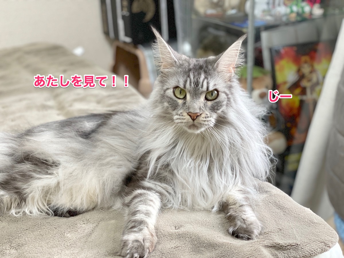 f:id:chikojirou:20210222215357j:plain