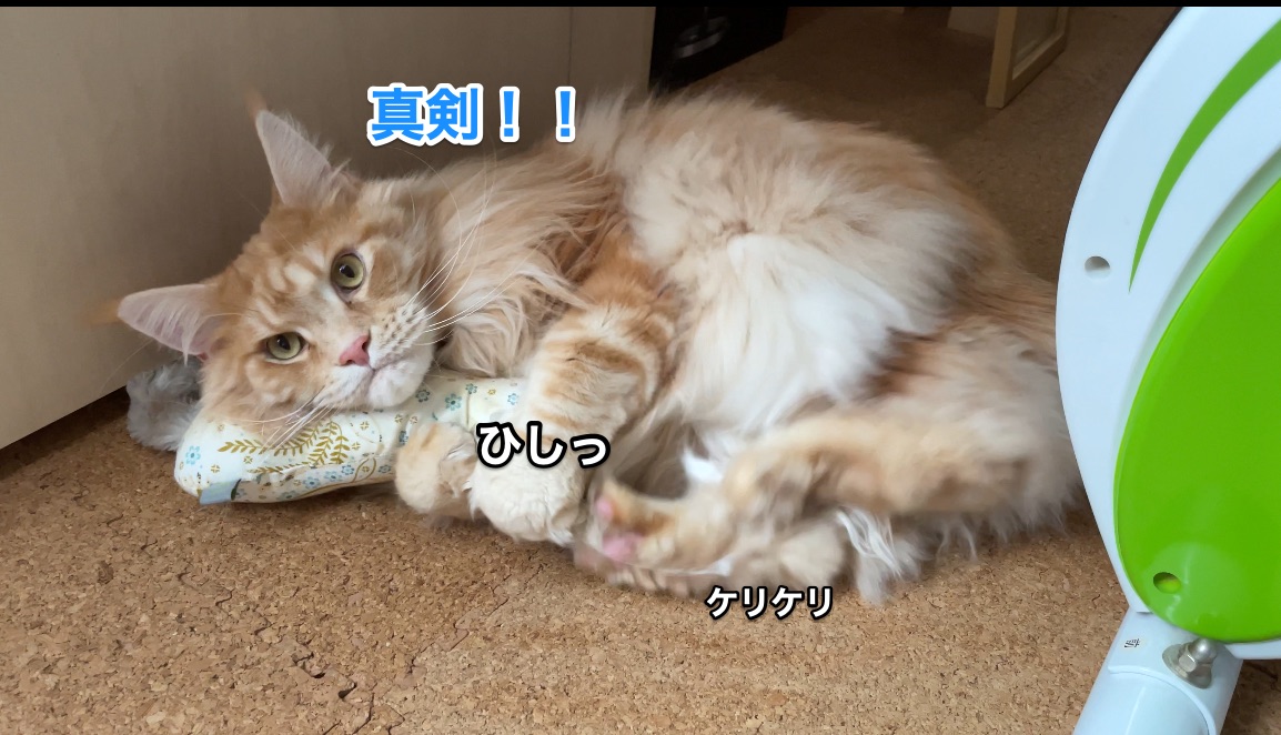 f:id:chikojirou:20210222215418j:plain
