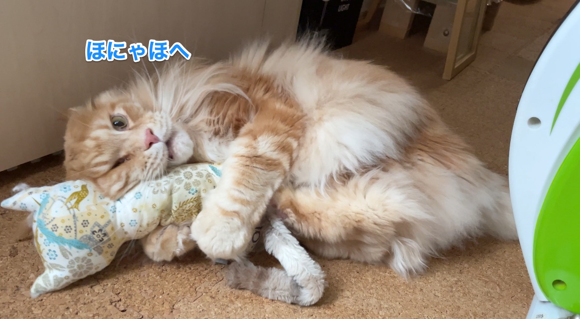 f:id:chikojirou:20210222215431j:plain
