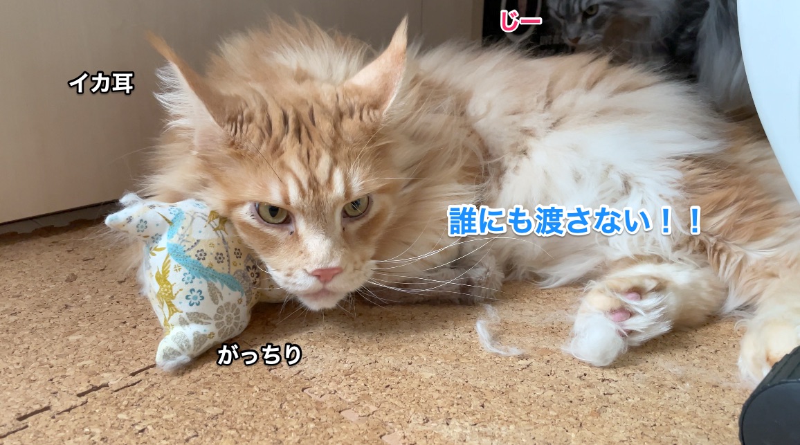 f:id:chikojirou:20210222215435j:plain