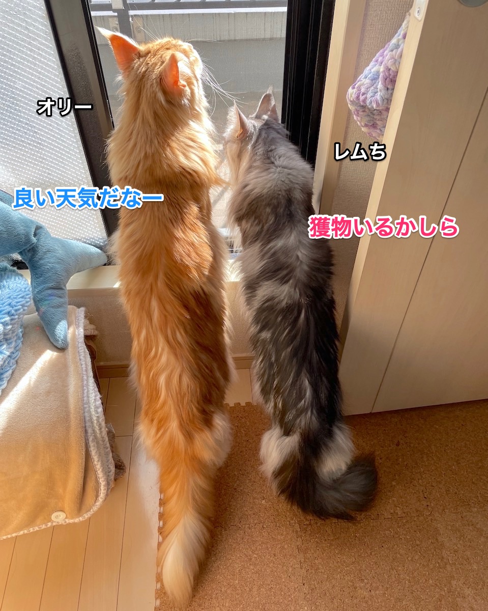 ケンカするほど仲が良い メインクーンのオリーとレムち