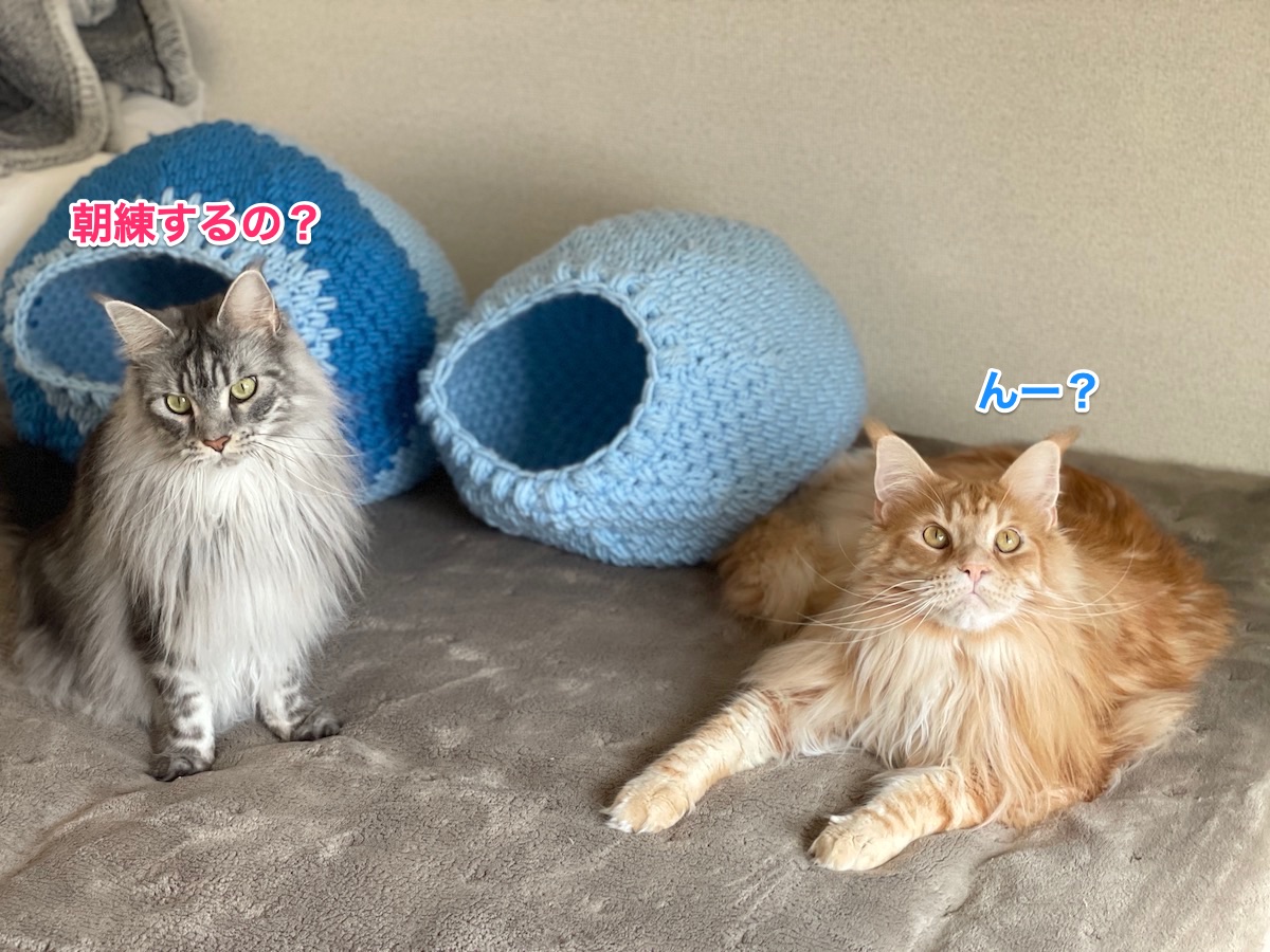 f:id:chikojirou:20210228211014j:plain