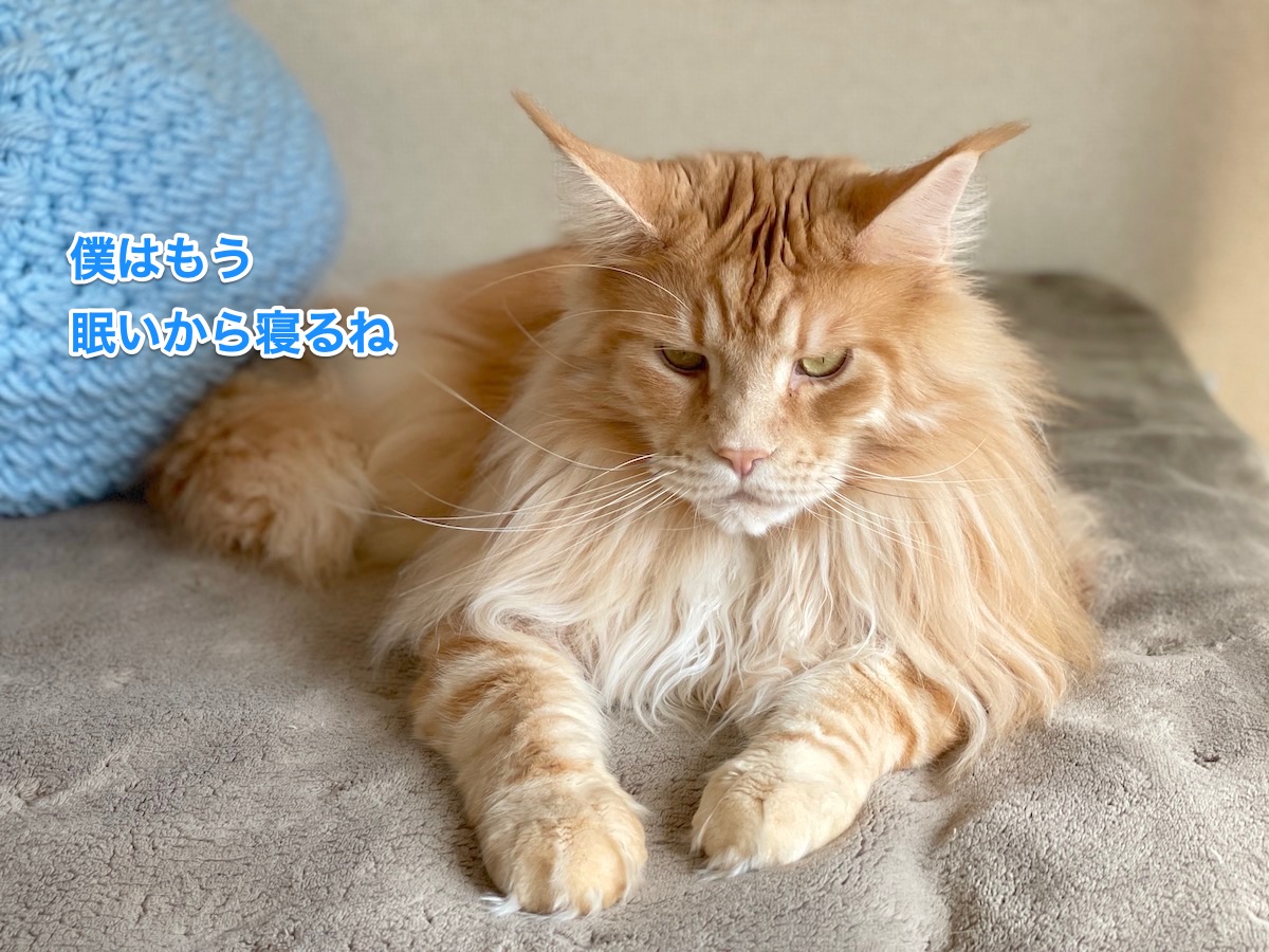 f:id:chikojirou:20210228211019j:plain