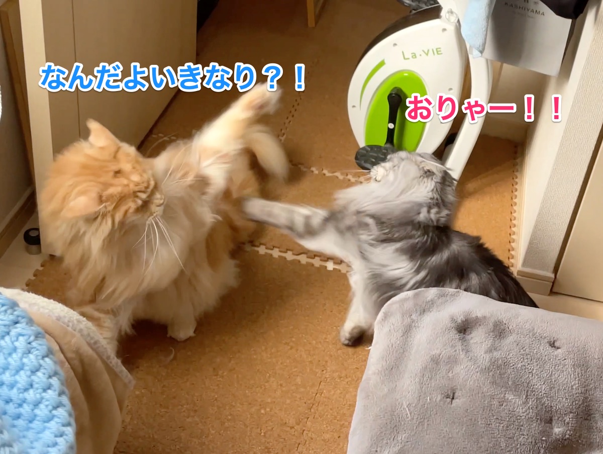 f:id:chikojirou:20210228211038j:plain