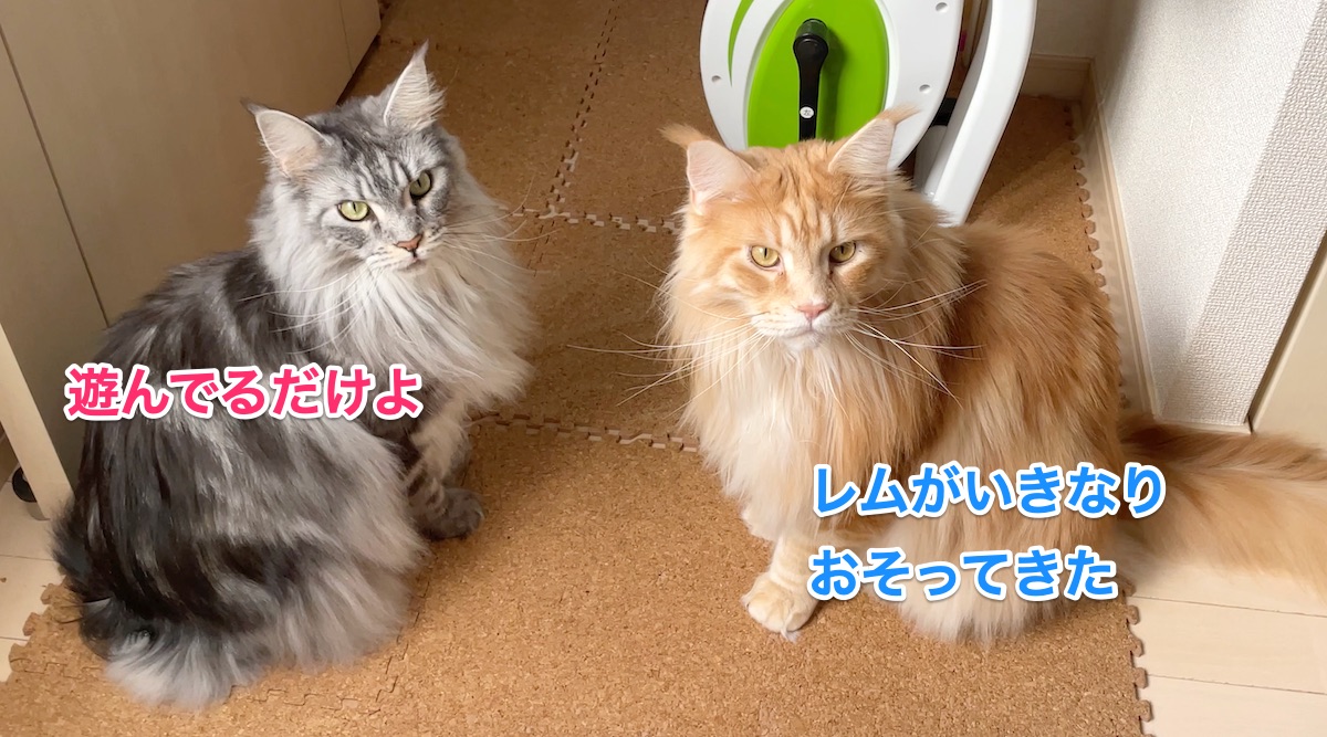 f:id:chikojirou:20210228211043j:plain