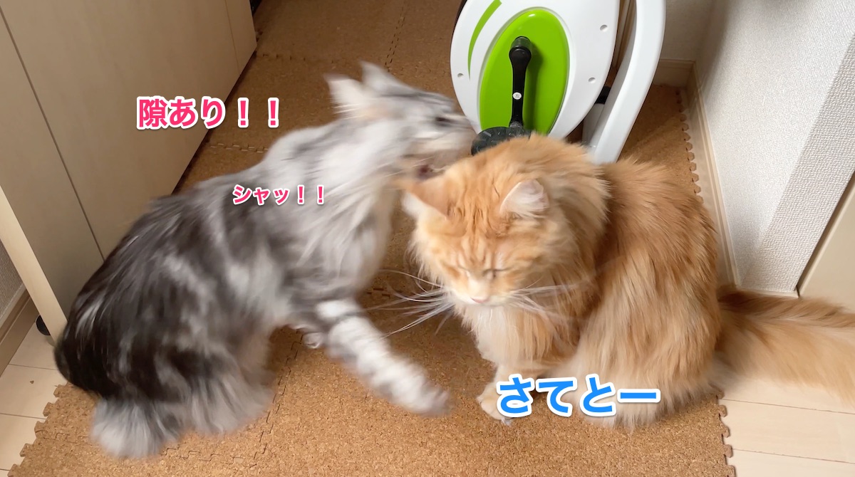 f:id:chikojirou:20210228211046j:plain