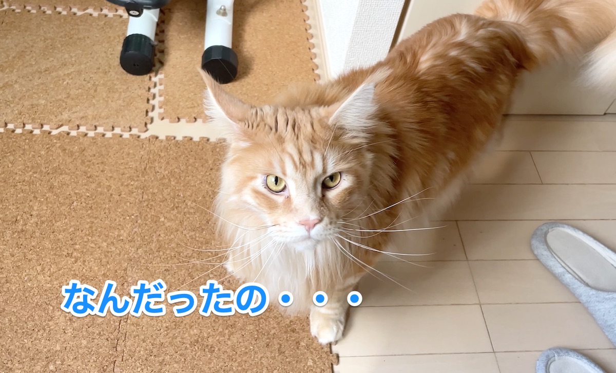 f:id:chikojirou:20210228211053j:plain