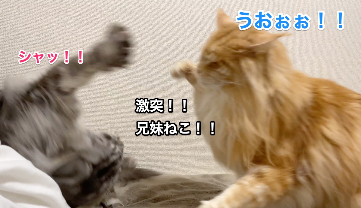 f:id:chikojirou:20210228211100j:plain