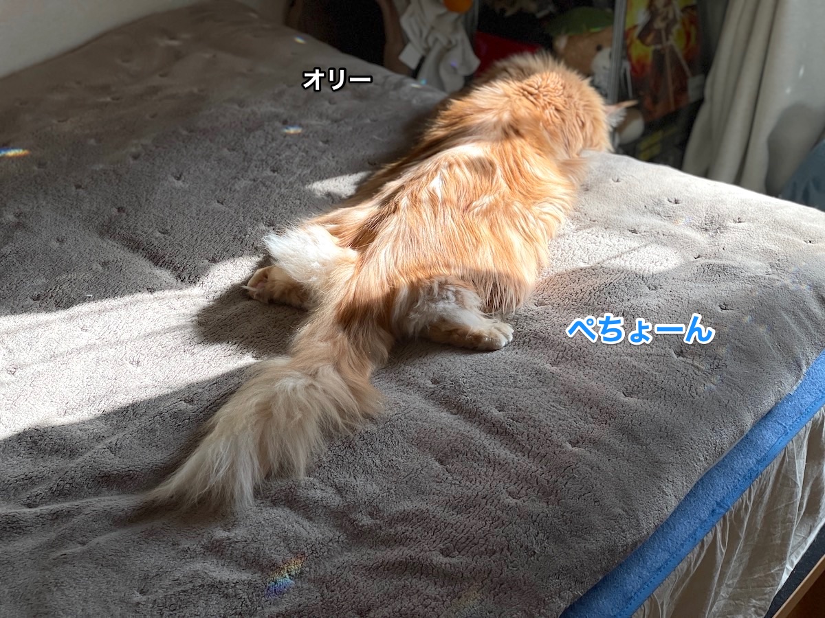 f:id:chikojirou:20210302215657j:plain