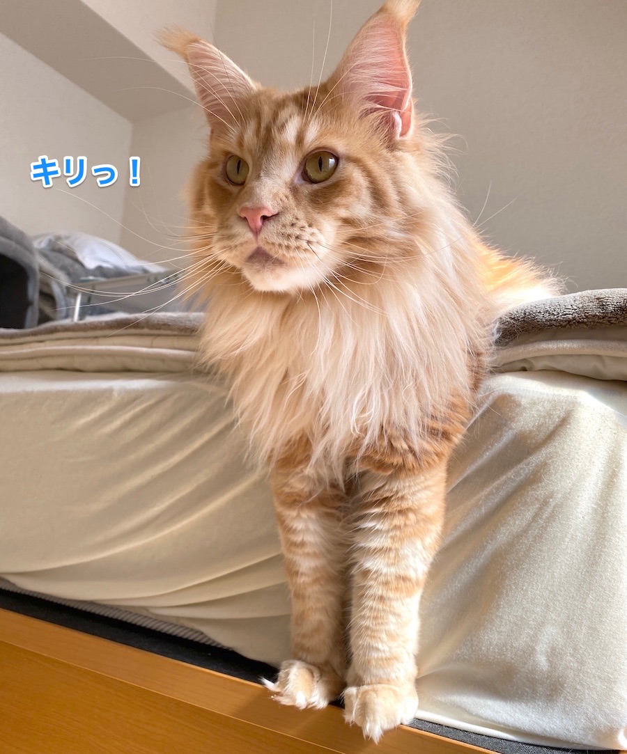 f:id:chikojirou:20210302215700j:plain