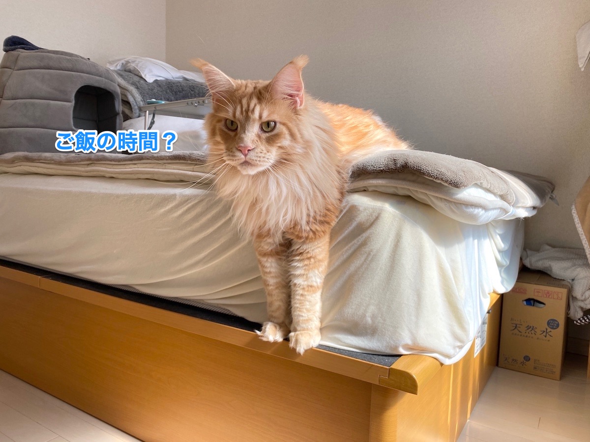 f:id:chikojirou:20210302215705j:plain