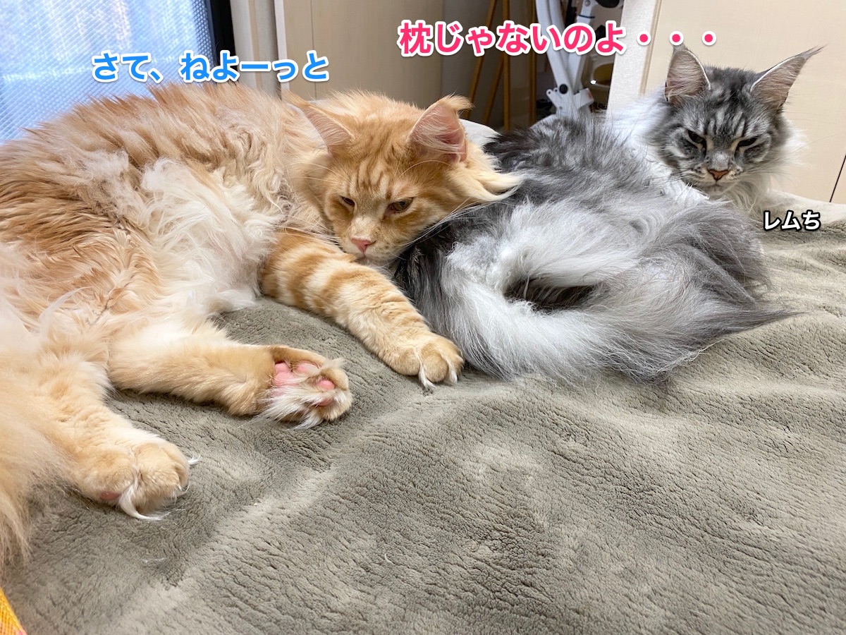 f:id:chikojirou:20210302215708j:plain