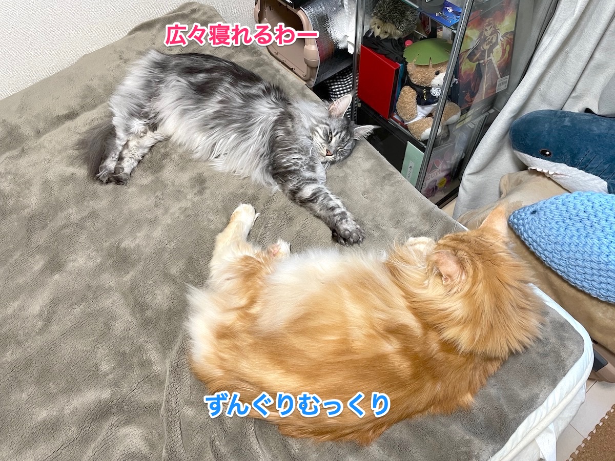 f:id:chikojirou:20210302215712j:plain