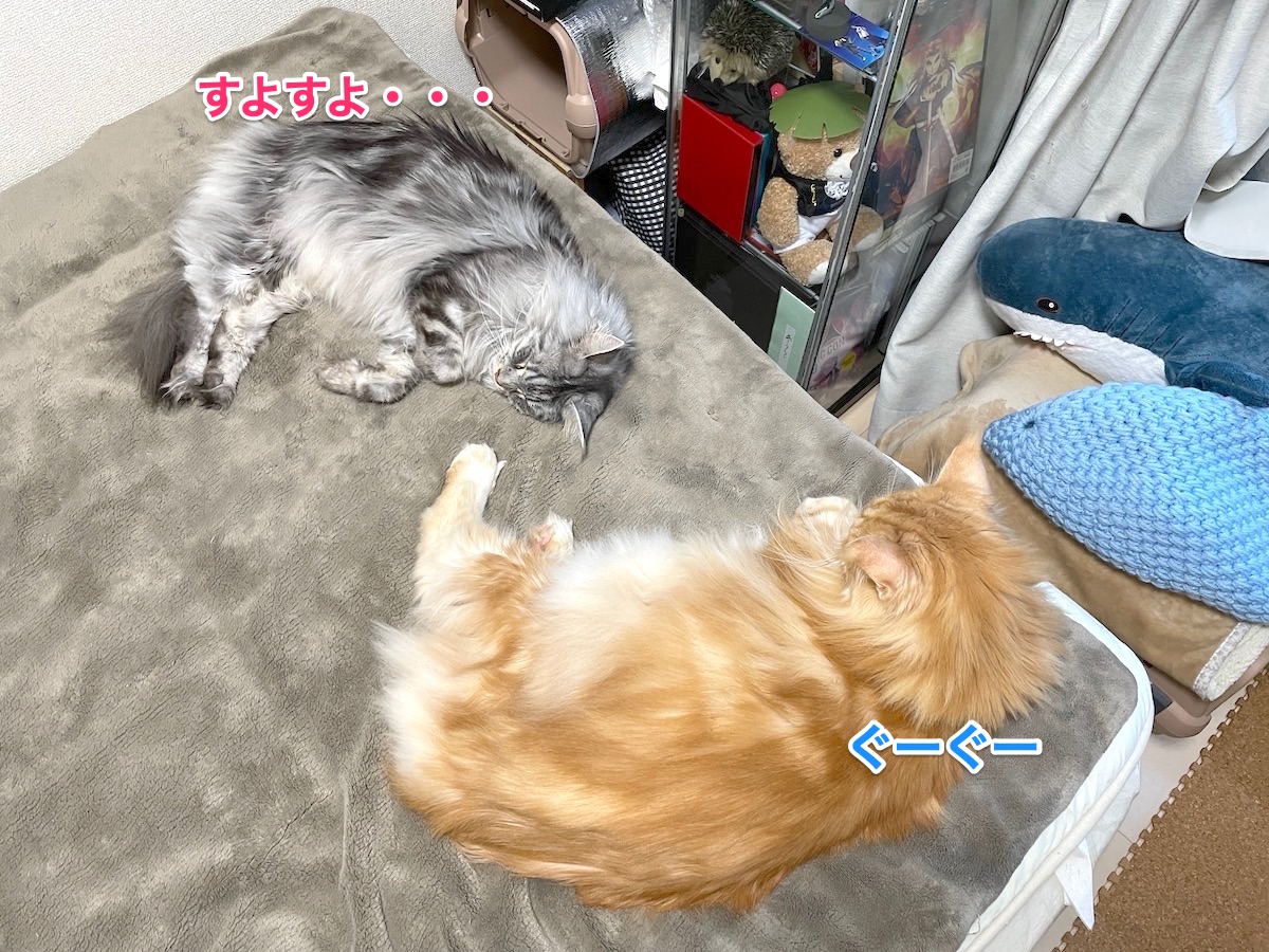 f:id:chikojirou:20210302215715j:plain