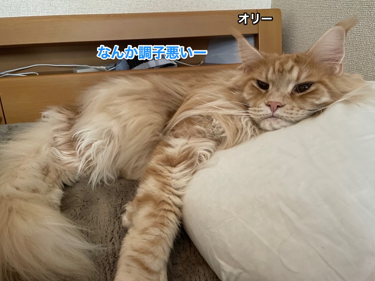 f:id:chikojirou:20210305220329j:plain