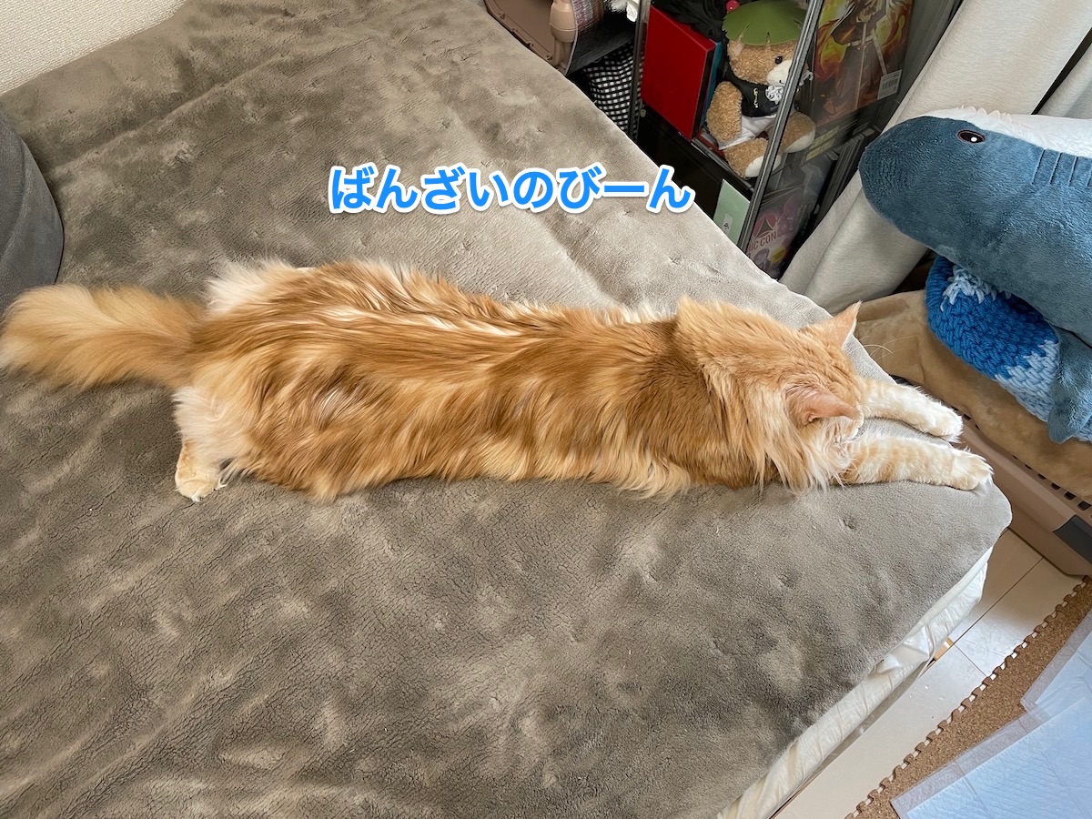 f:id:chikojirou:20210305220347j:plain