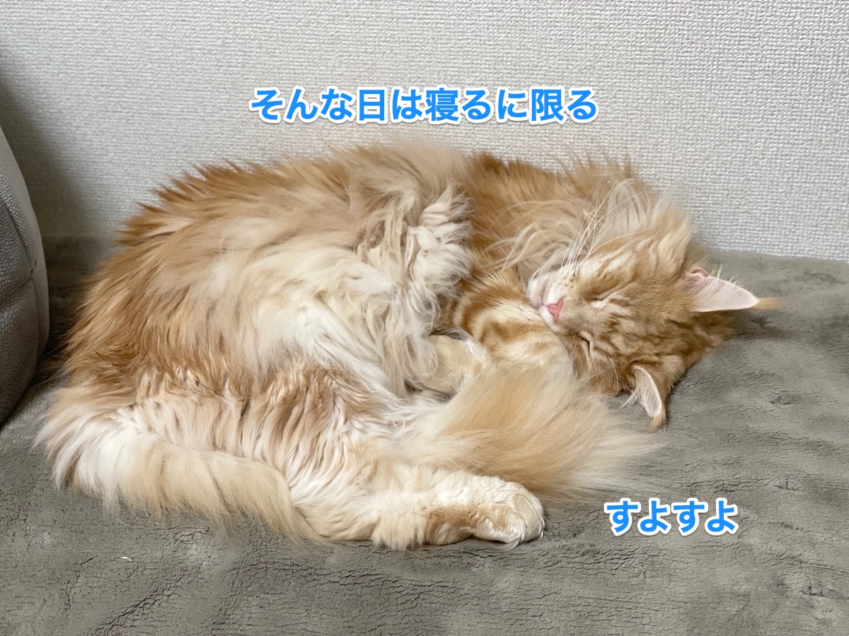 f:id:chikojirou:20210305220355j:plain