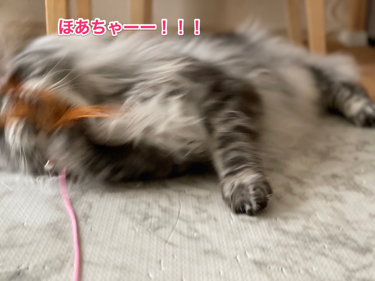 f:id:chikojirou:20210308225704j:plain
