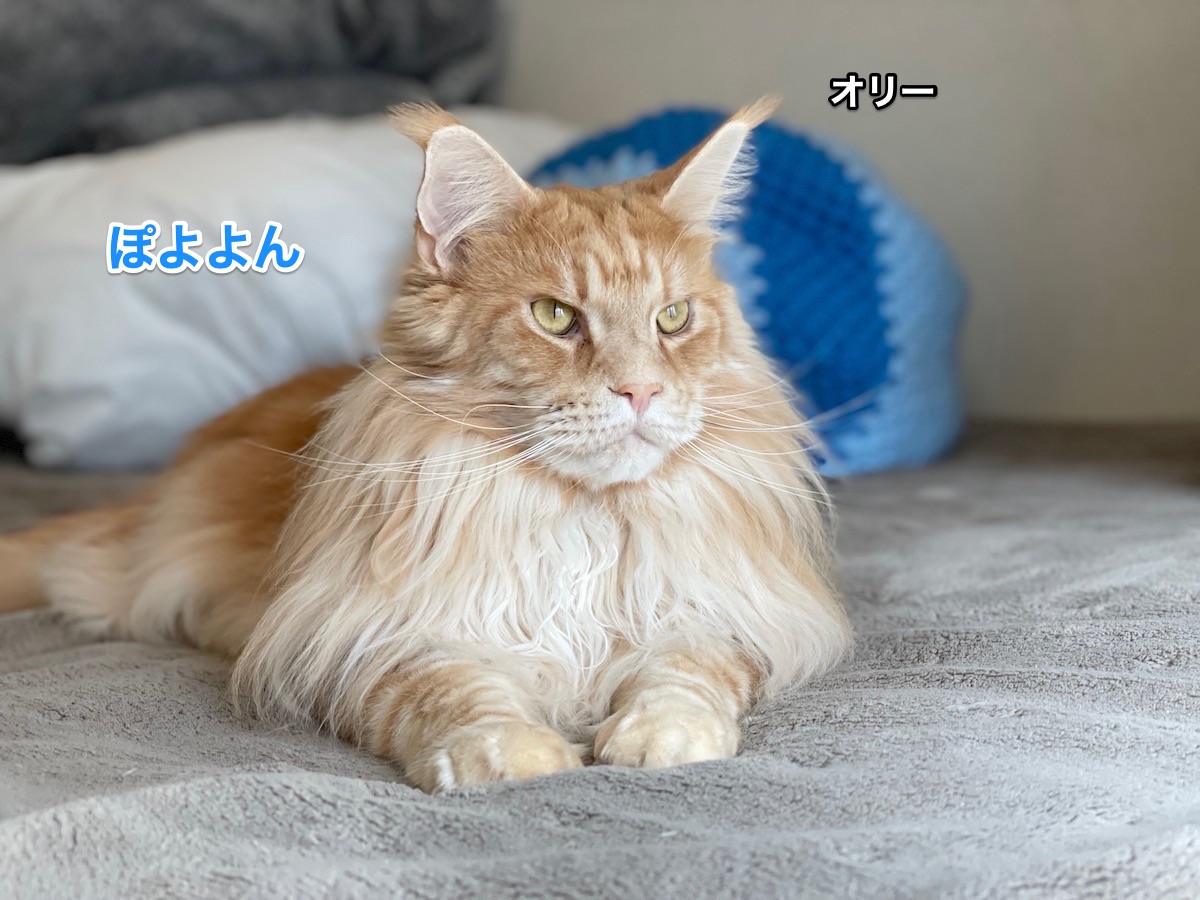 f:id:chikojirou:20210311213417j:plain