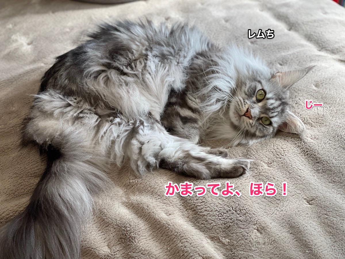 f:id:chikojirou:20210311213426j:plain