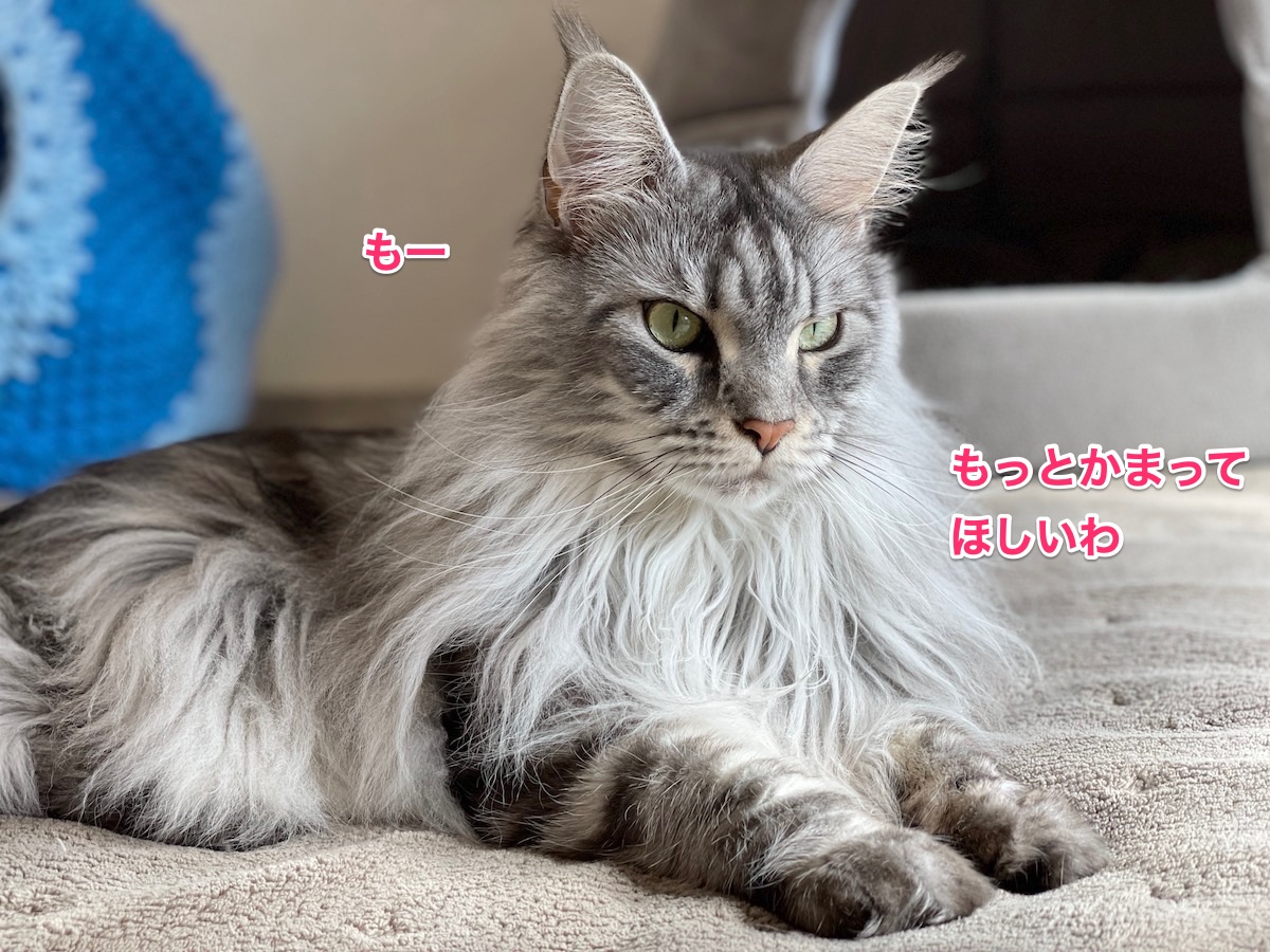 f:id:chikojirou:20210311213432j:plain