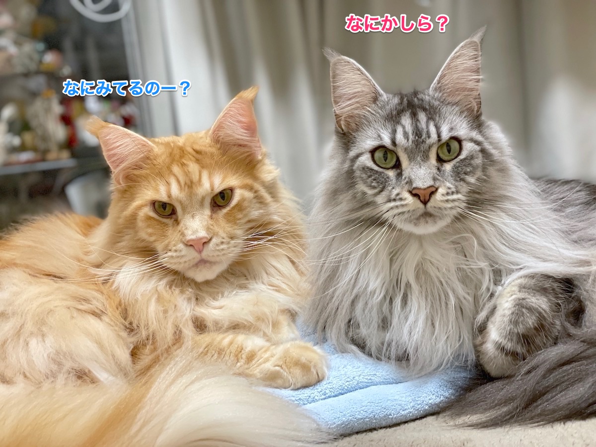 f:id:chikojirou:20210311213441j:plain