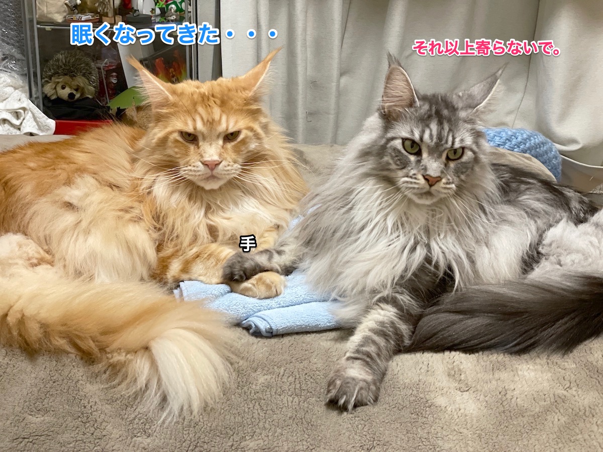 f:id:chikojirou:20210311213445j:plain