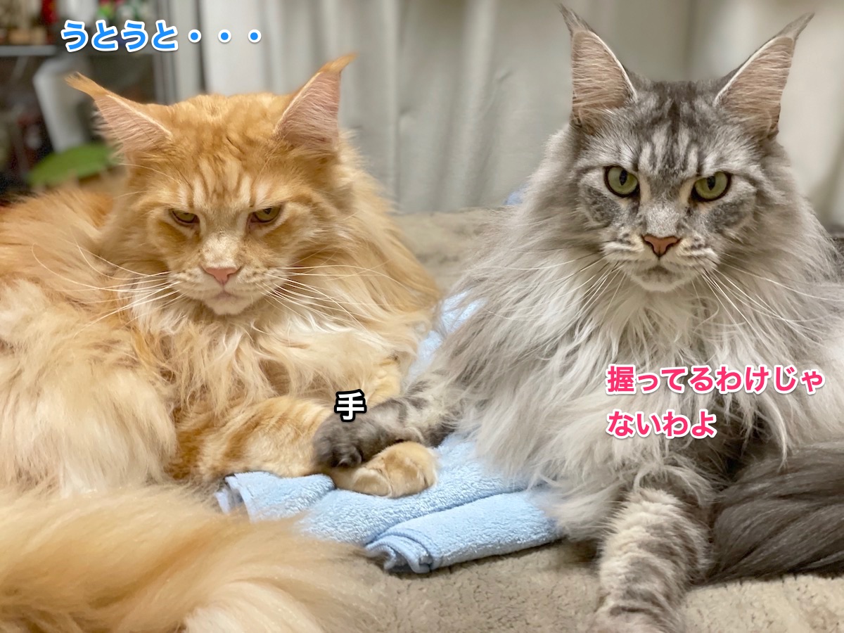 f:id:chikojirou:20210311213448j:plain