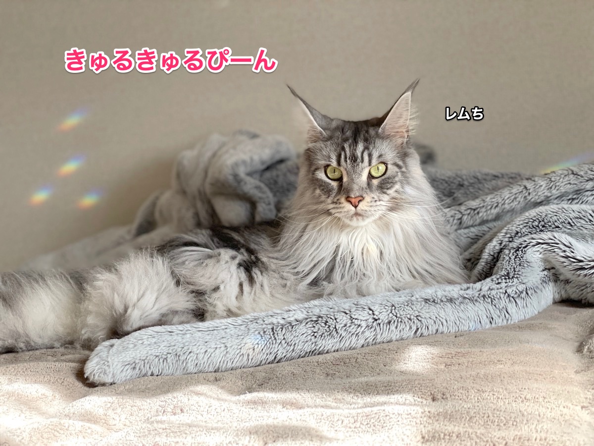 f:id:chikojirou:20210312210308j:plain
