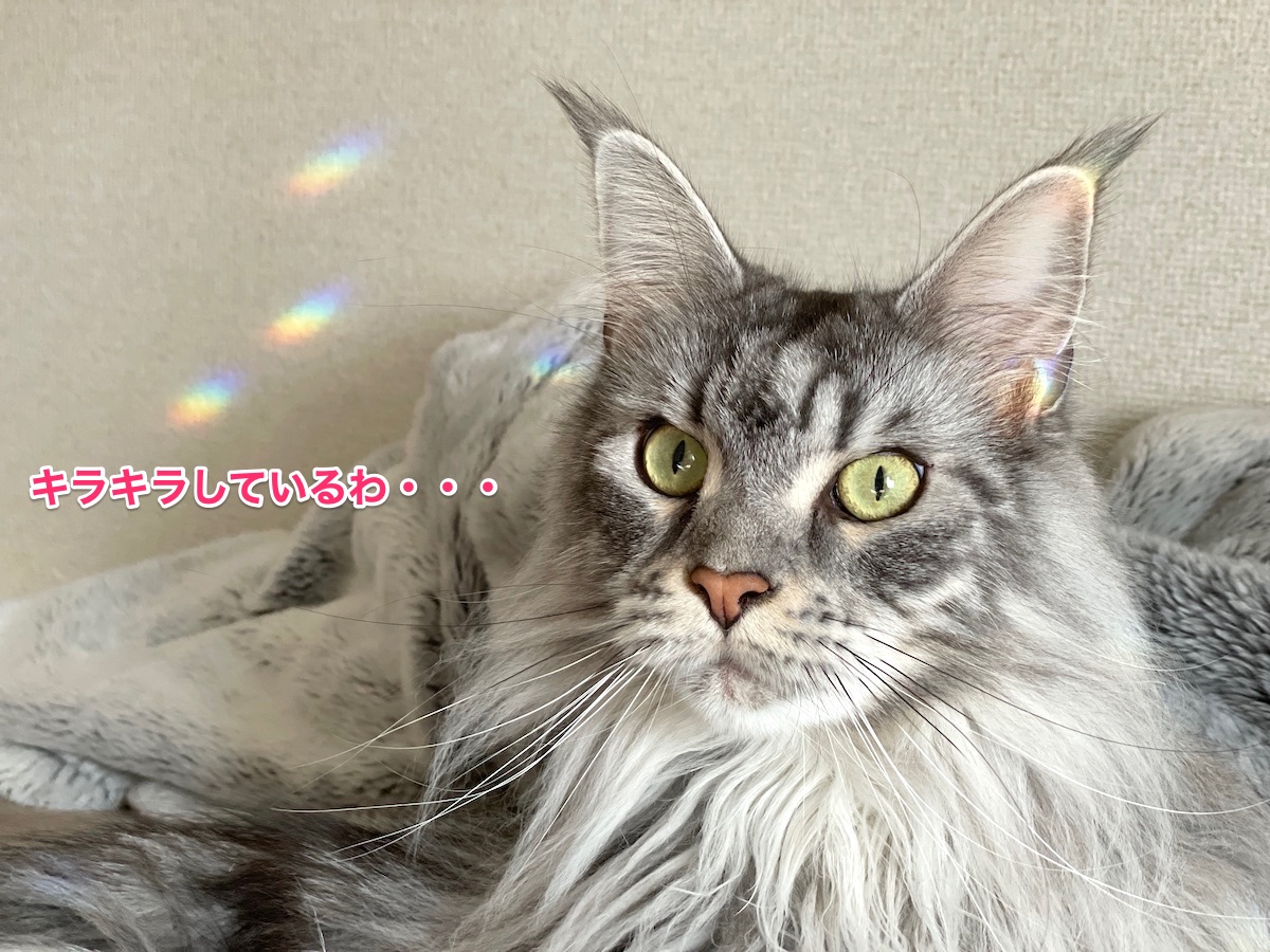 f:id:chikojirou:20210312210311j:plain