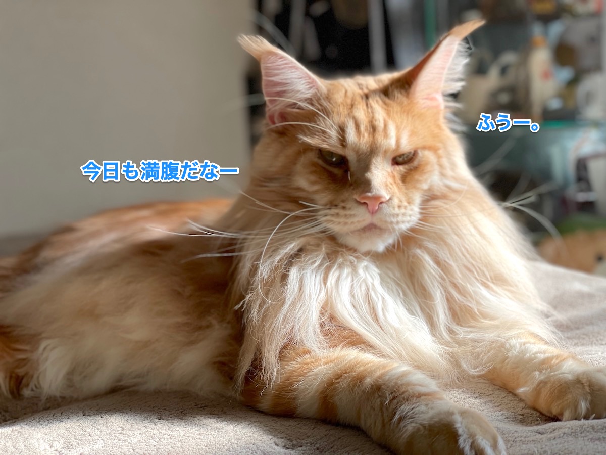 f:id:chikojirou:20210312210343j:plain