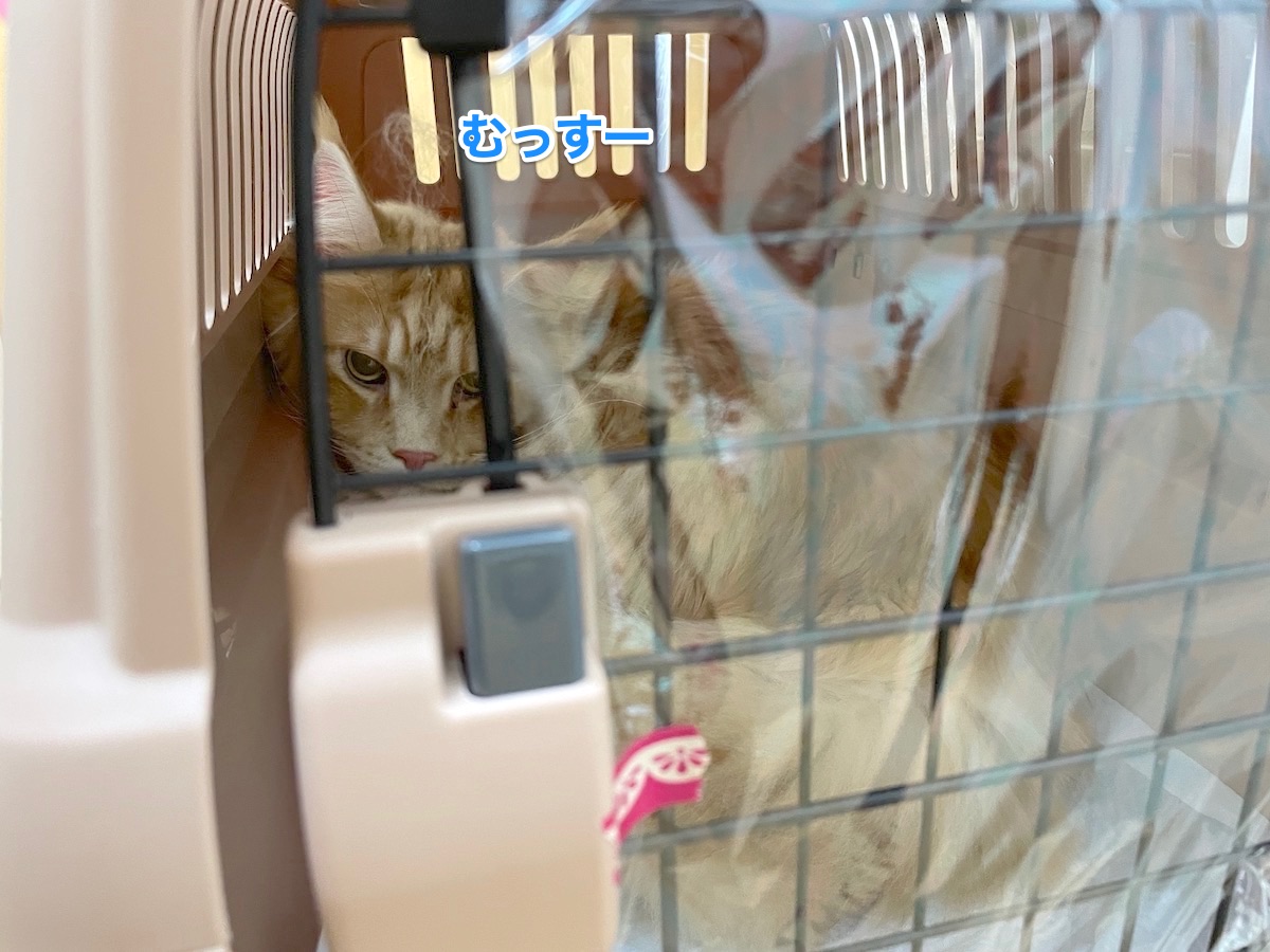 定期検診に行ってきました！心臓の大きさを測るスコアとは - メイン 