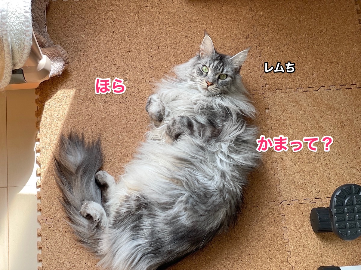 f:id:chikojirou:20210318215339j:plain
