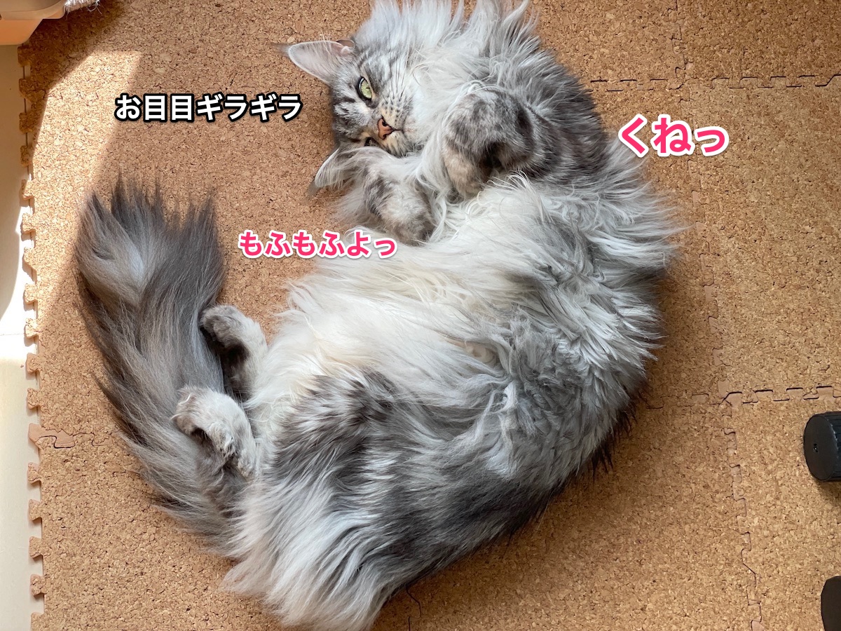 f:id:chikojirou:20210318215342j:plain