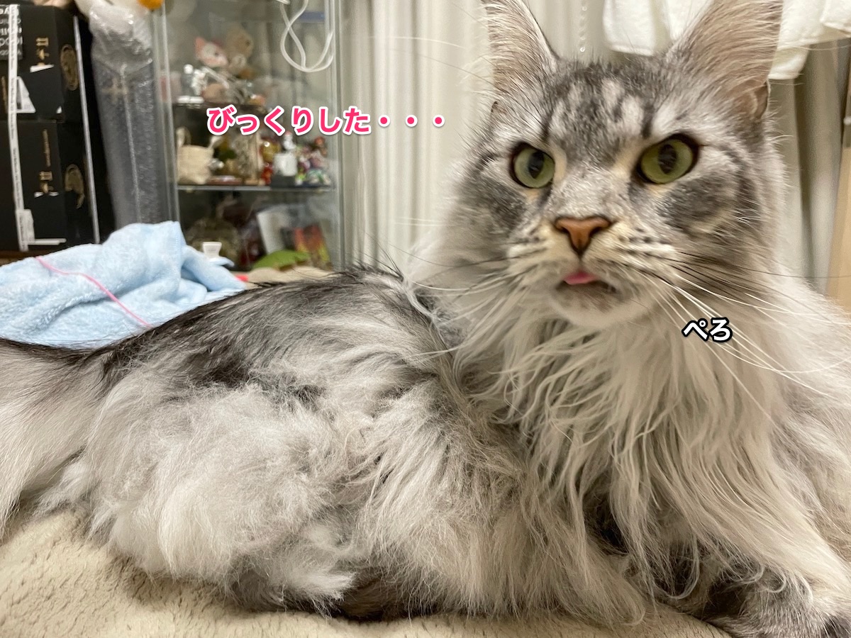 f:id:chikojirou:20210318215346j:plain