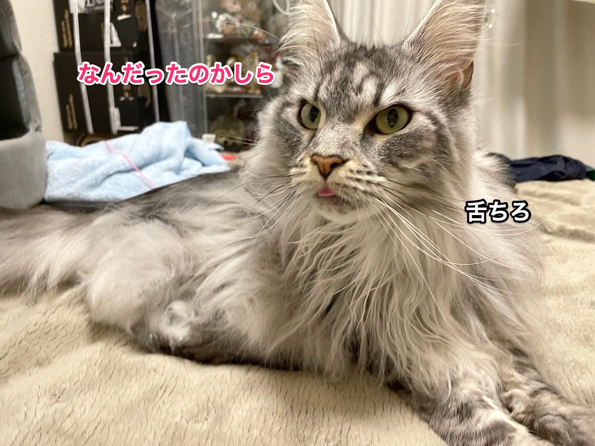 f:id:chikojirou:20210318215350j:plain