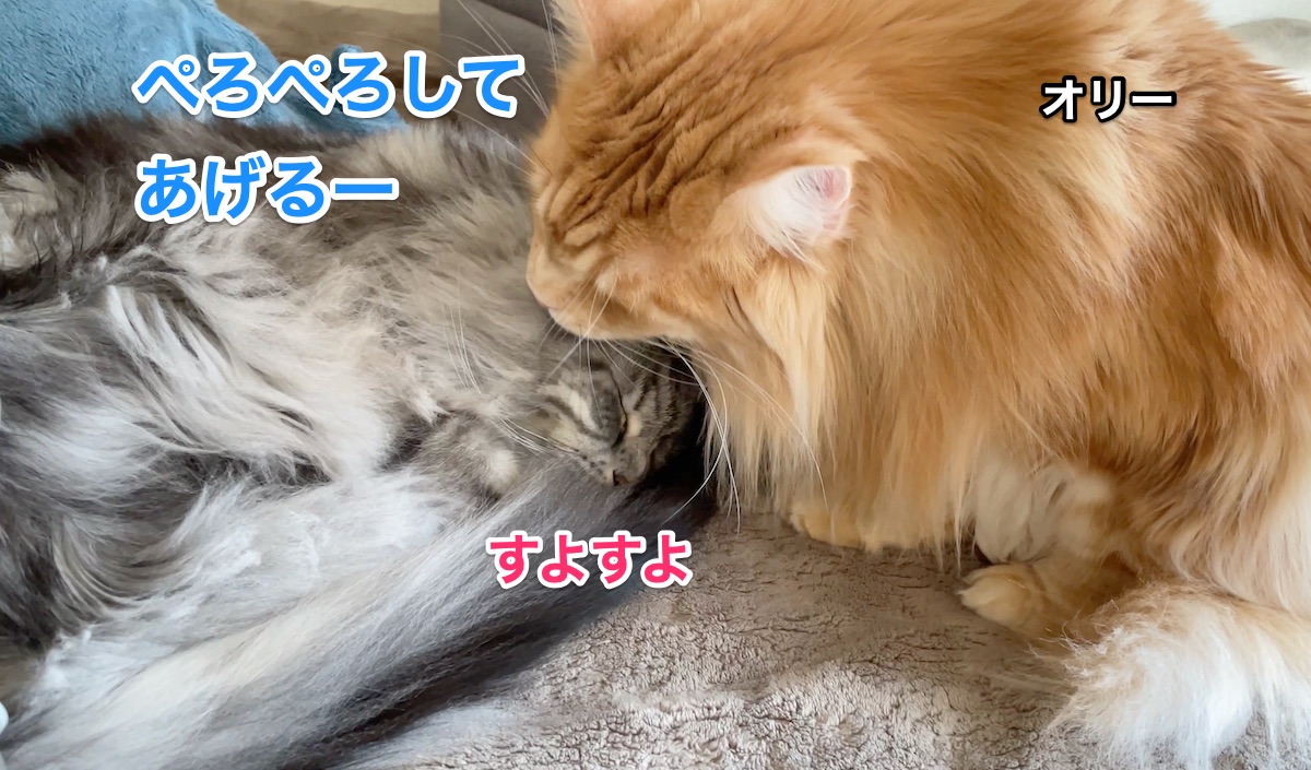 f:id:chikojirou:20210318215354j:plain