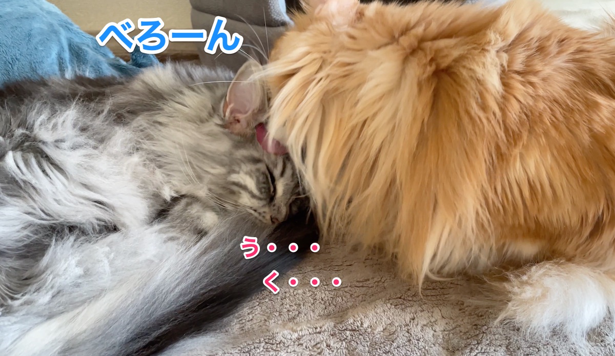 f:id:chikojirou:20210318215357j:plain