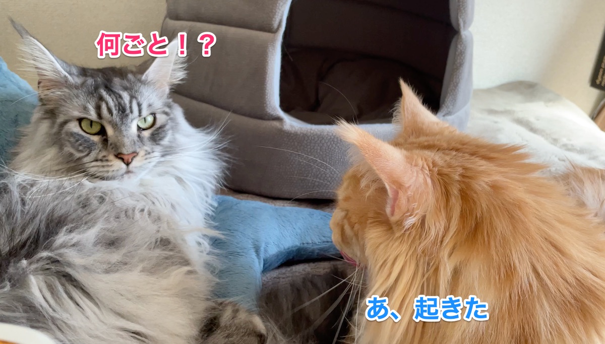 f:id:chikojirou:20210318215400j:plain
