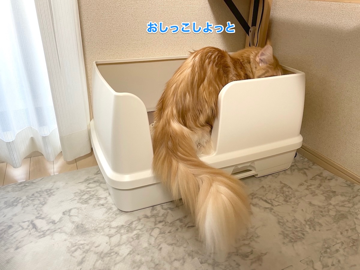 f:id:chikojirou:20210318215404j:plain