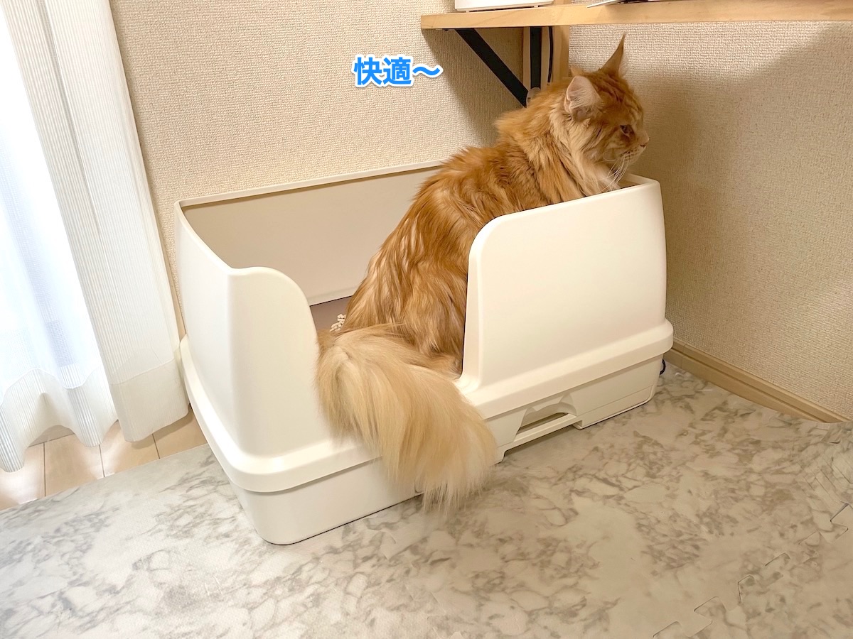 f:id:chikojirou:20210318215407j:plain