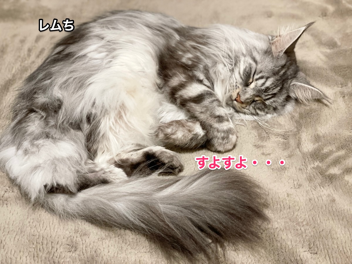 f:id:chikojirou:20210322220207j:plain