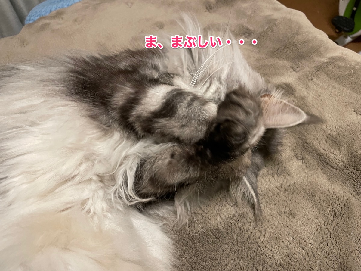 f:id:chikojirou:20210322220214j:plain