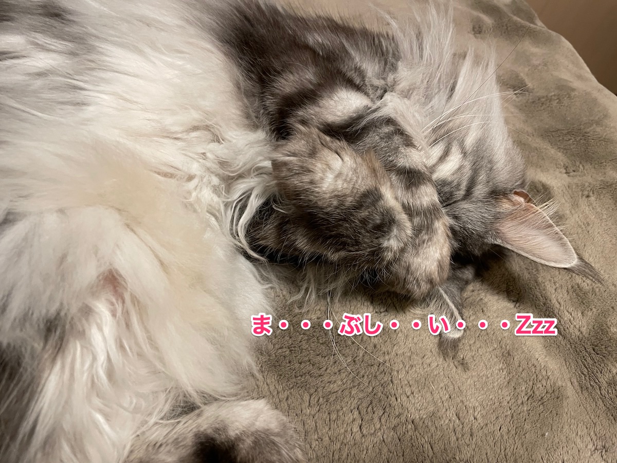 f:id:chikojirou:20210322220219j:plain