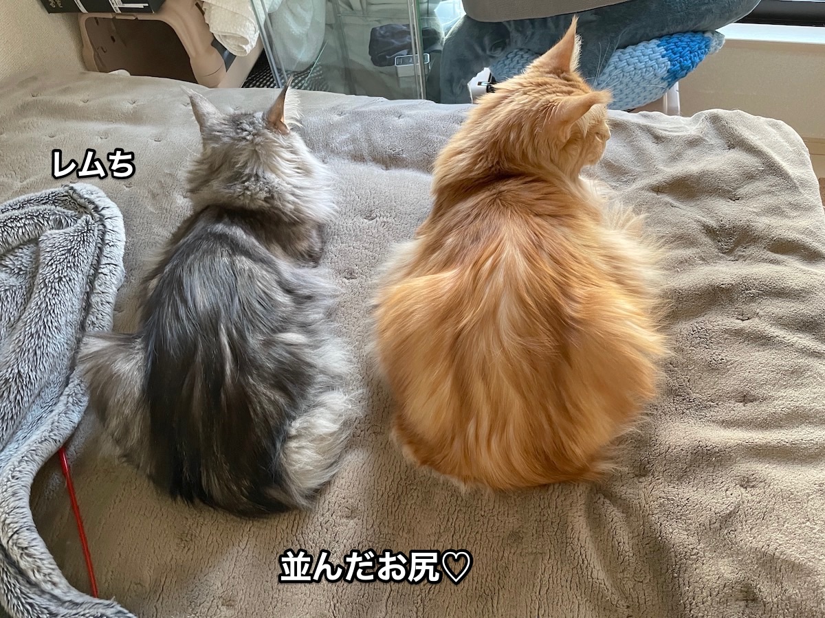 f:id:chikojirou:20210323221256j:plain