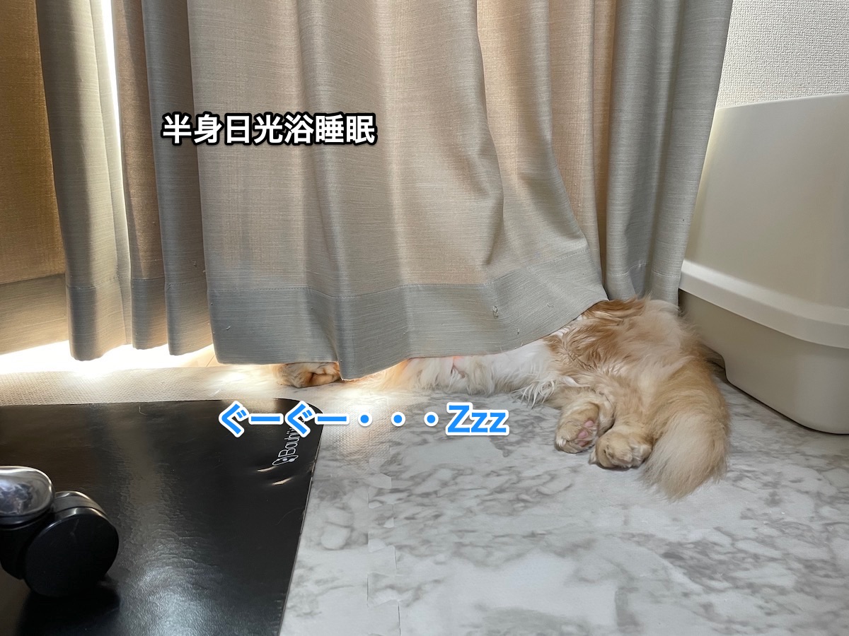 f:id:chikojirou:20210323221308j:plain
