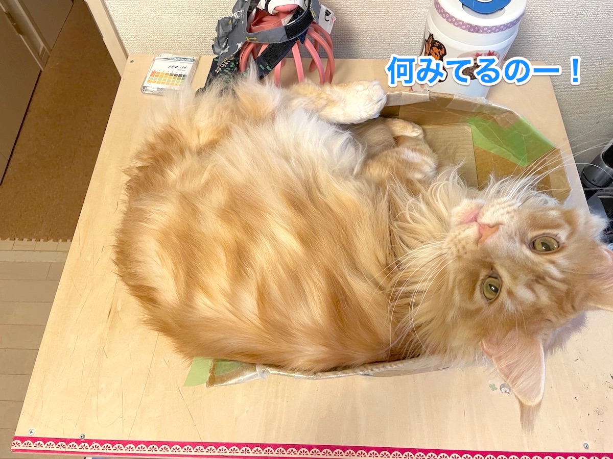 f:id:chikojirou:20210326224111j:plain